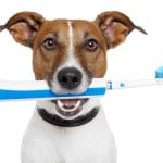 Gulfport Veterinarian - Animal Hopsital St. Petersburg FL 33707Dog with tooth brush